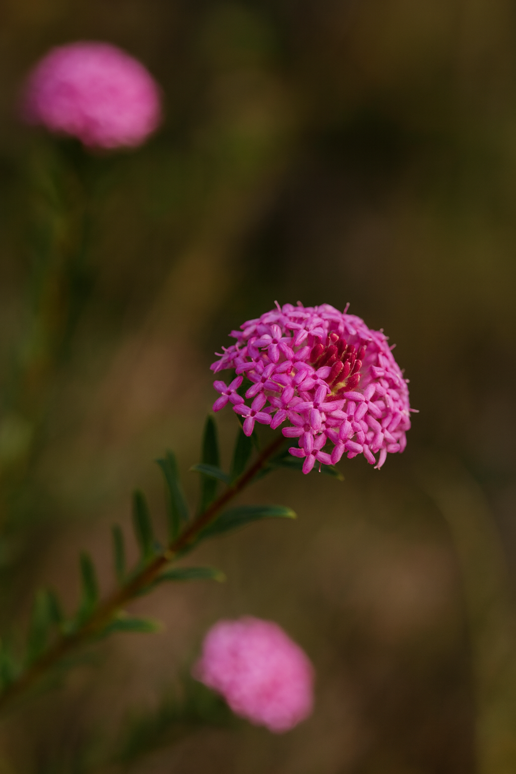 Pink Banjine